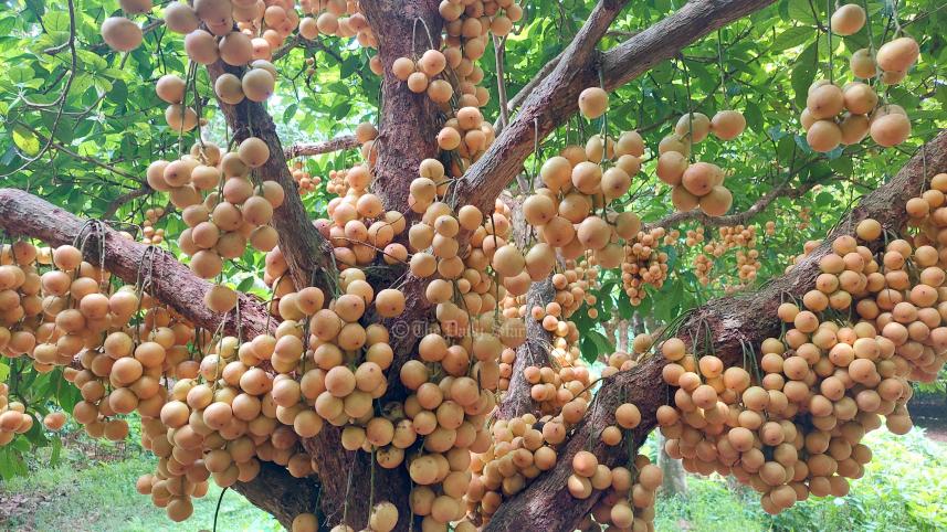 লটকন
