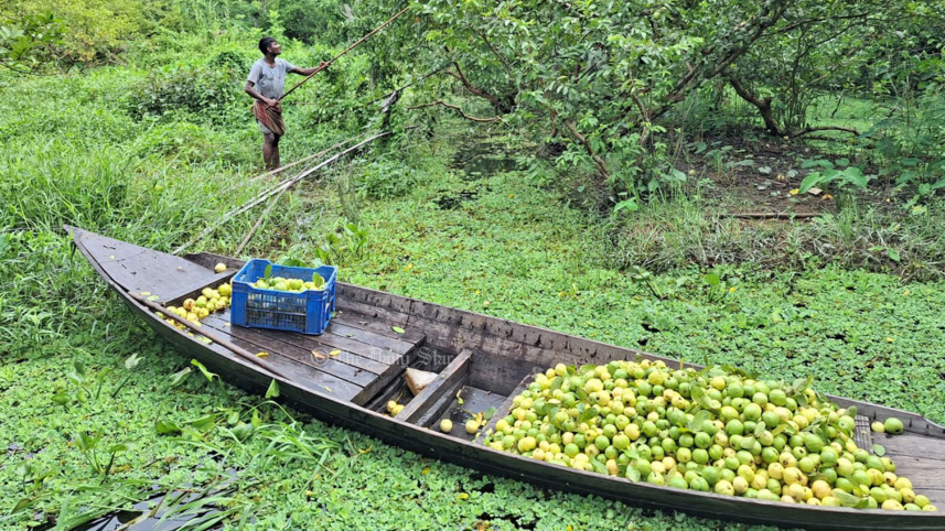 পেয়ারা