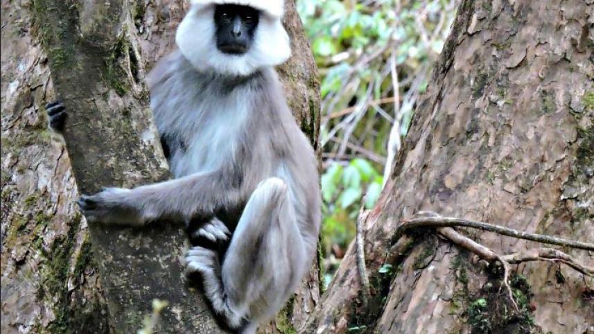 ভয়ংকর দর্শন ও বড় আকারের বানর লেঙ্গুরকে অন্যান্য বানর বেশ ভয় পায়। ছবি: সংগৃহীত