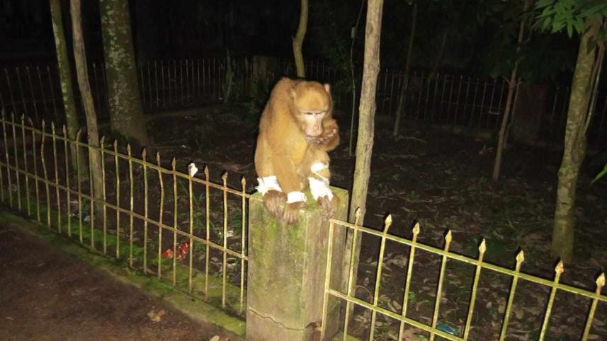monkey3.jpg