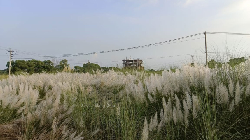 কাশফুল