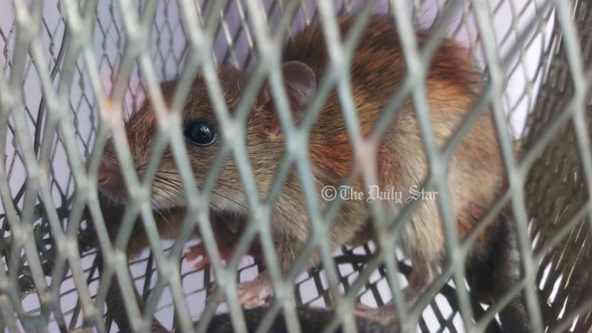 rat-1.jpg