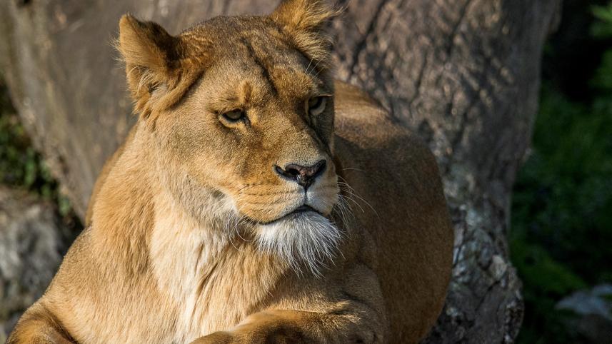 lion_reuters.jpg