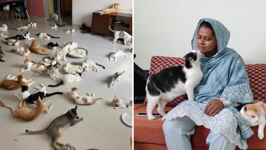 cat.jpg