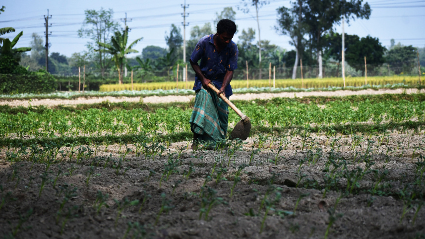 আলু চাষ