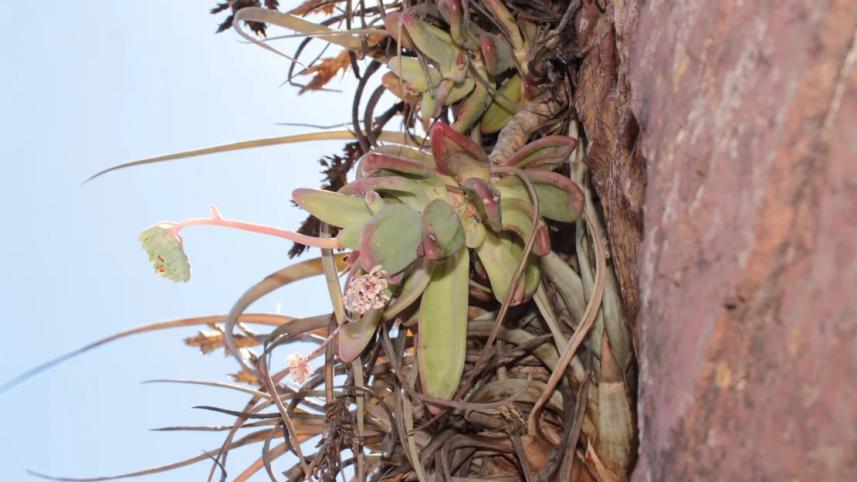 plant.jpg