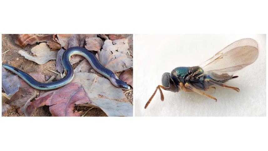 species.jpg
