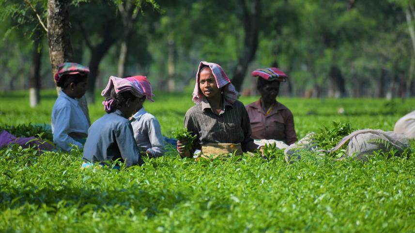 চা, চা বাগান, বাংলাদেশ চা বোর্ড, বাংলাদেশের চা,