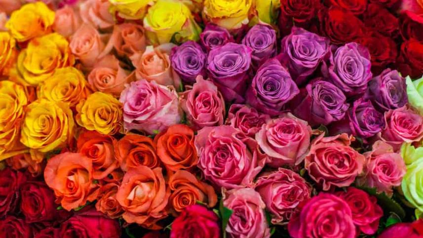 rose.jpg