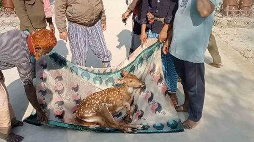 deer.jpg