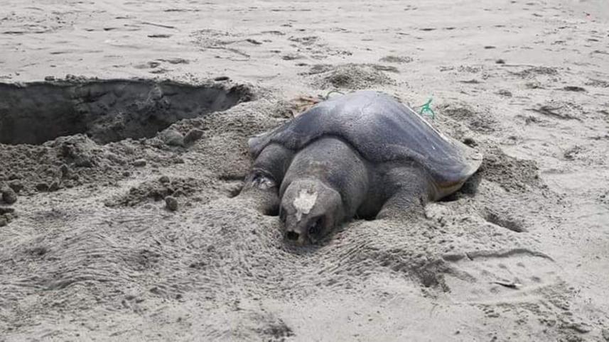 turtle.jpg