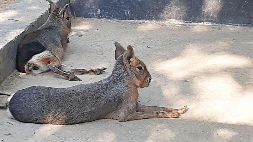 mara.jpg