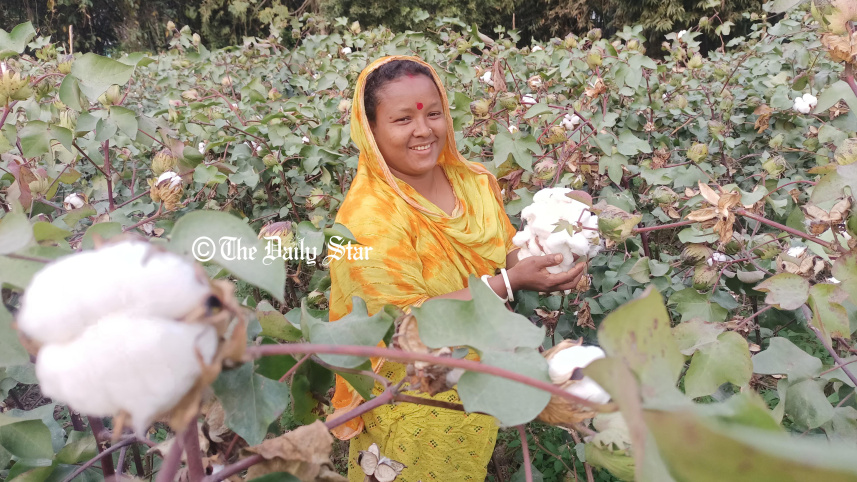 cotton-2.jpg