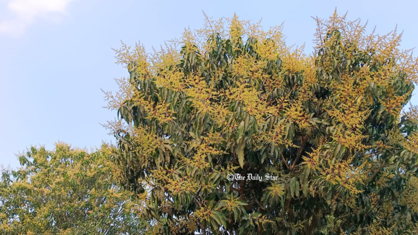 mango_rajshahi_1.jpg