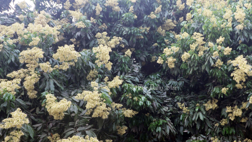 লিচু