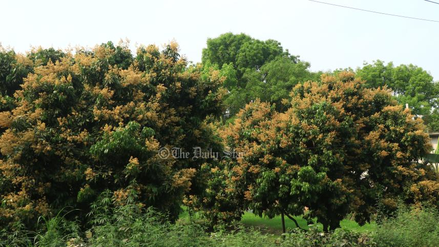 লিচু
