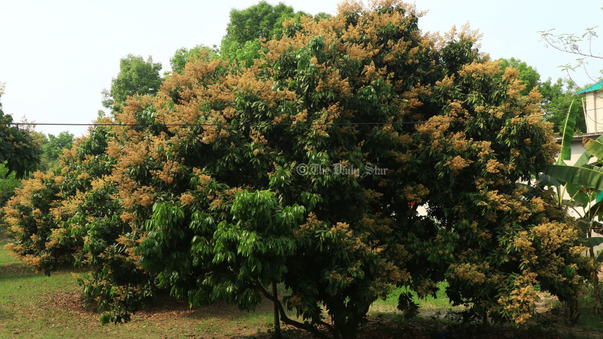 লিচু