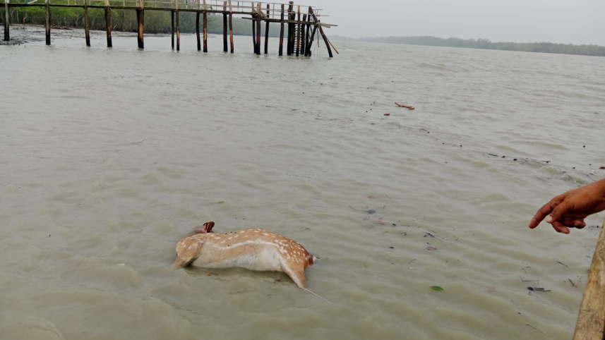 Sundarban