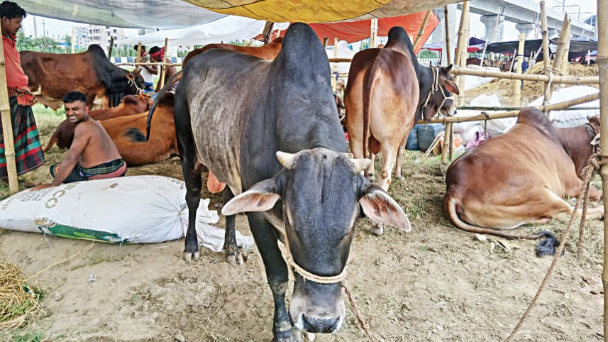 cow.jpg