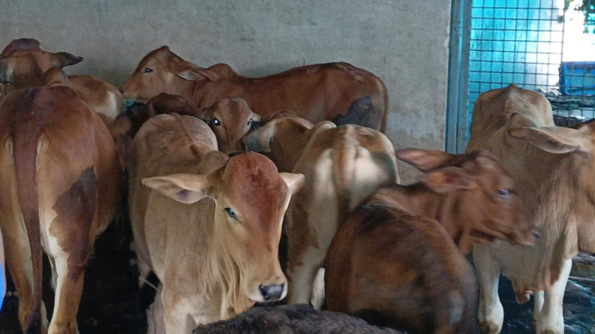 sadeeq_agro_brahma_cow.jpg