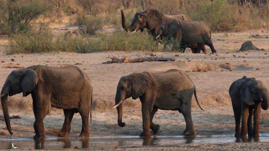 elephant-01.jpg