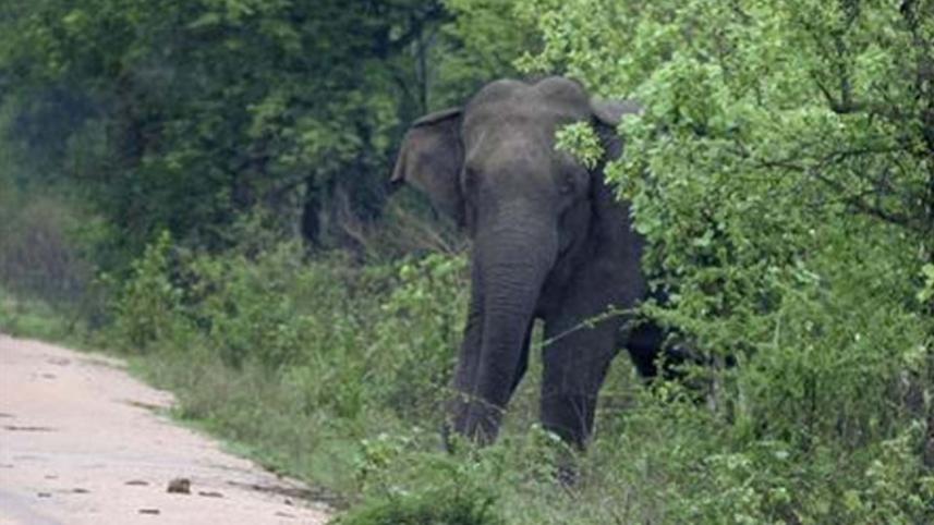 elephants.jpg