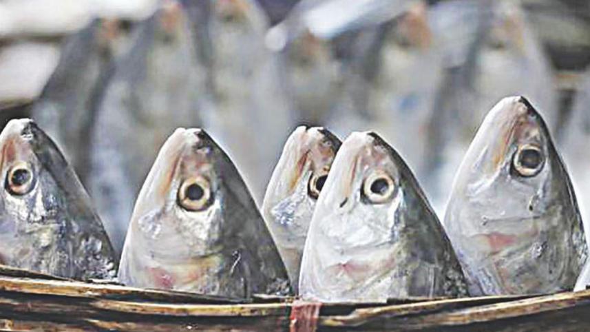 ইলিশ