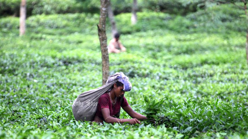 চা শিল্প