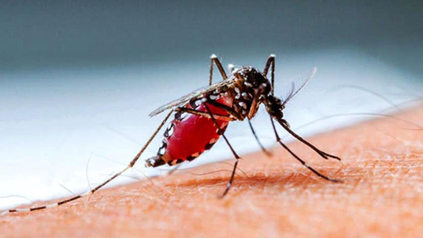 dengue