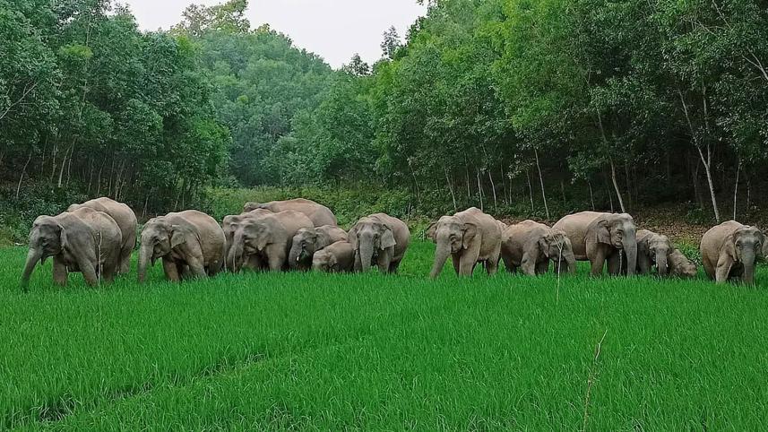 elephant-p.jpg