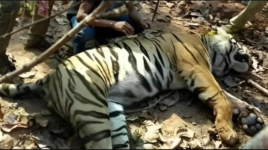 ঘুমপাড়ানি গুলি লাগার পর বাঘিনী জিনাতকে ধরা সম্ভব হয় বলে জানিয়েছে পশ্চিমবঙ্গের বনবিভাগ । ছবি: সুশান্ত মাল/ডয়চে ভেলে