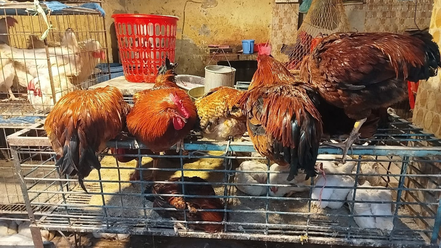 chicken.jpeg