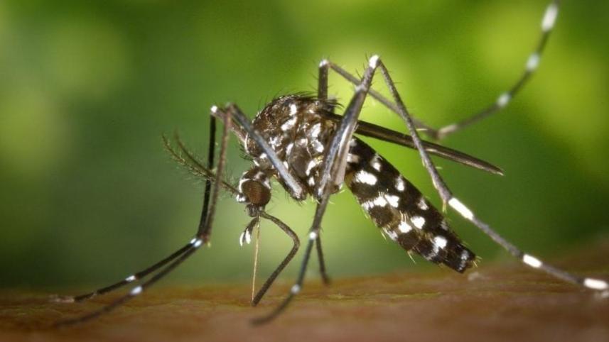 ডেঙ্গুতে একদিনে মৃত্যু