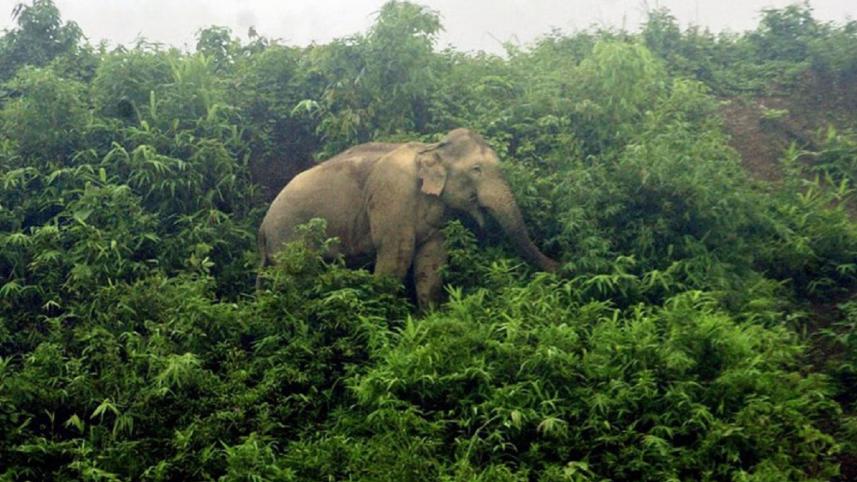 elephant.jpg