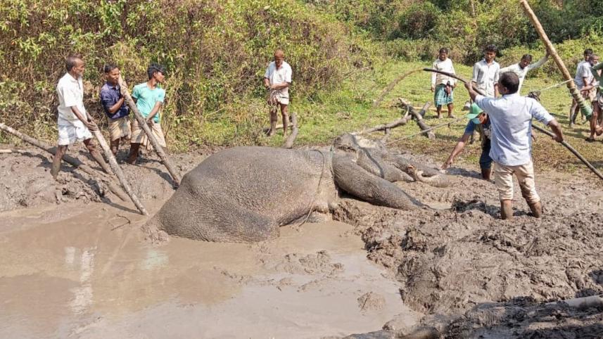 elephant.jpg