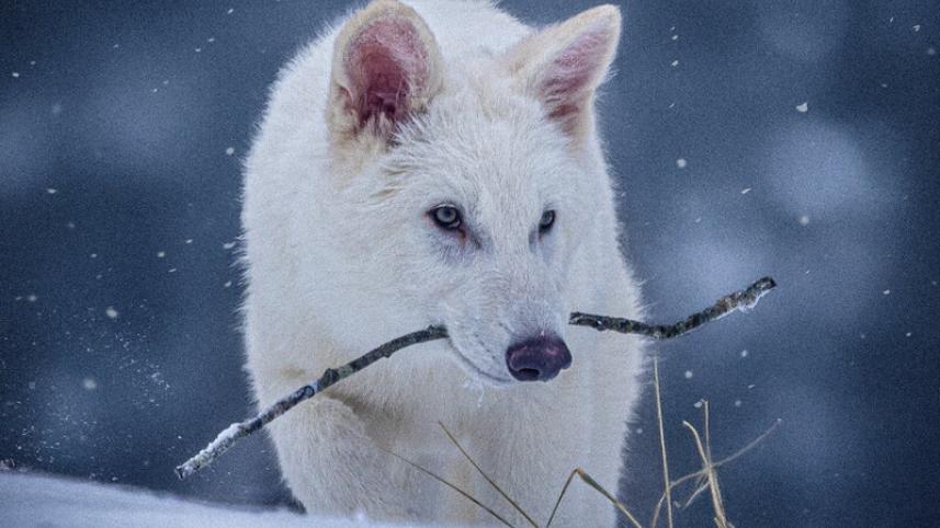 08hs-direwolf-01-wgjm-googlefourbythree.jpg