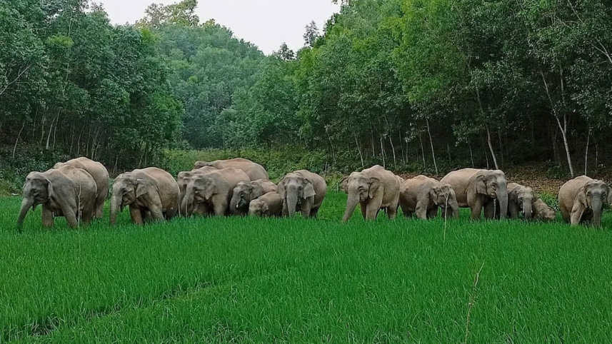 হাতি হত্যা