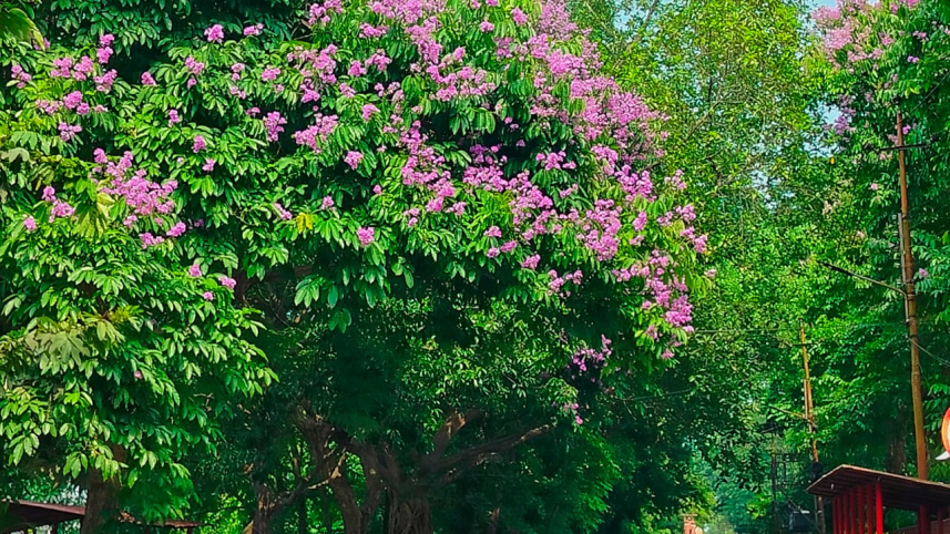 জারুল