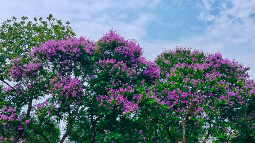 জারুল