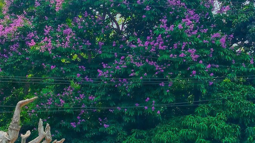 জারুল