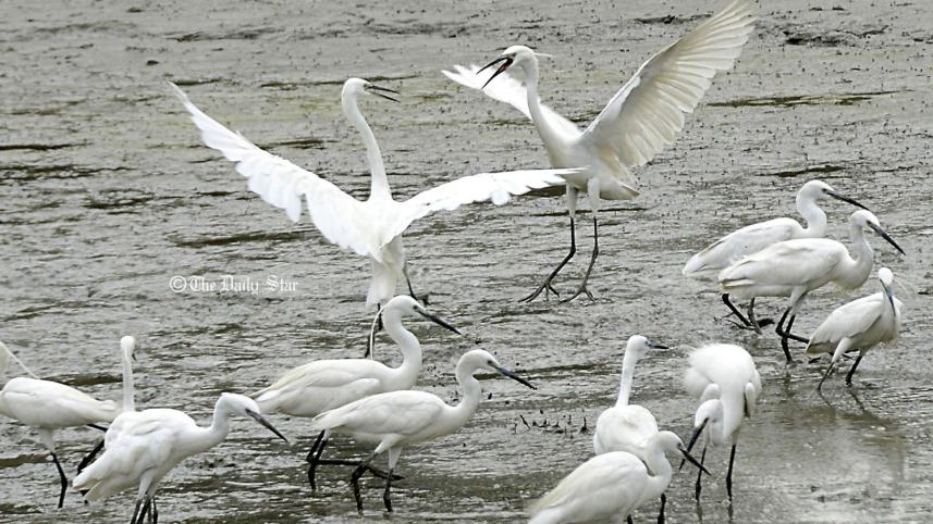 heron.jpg
