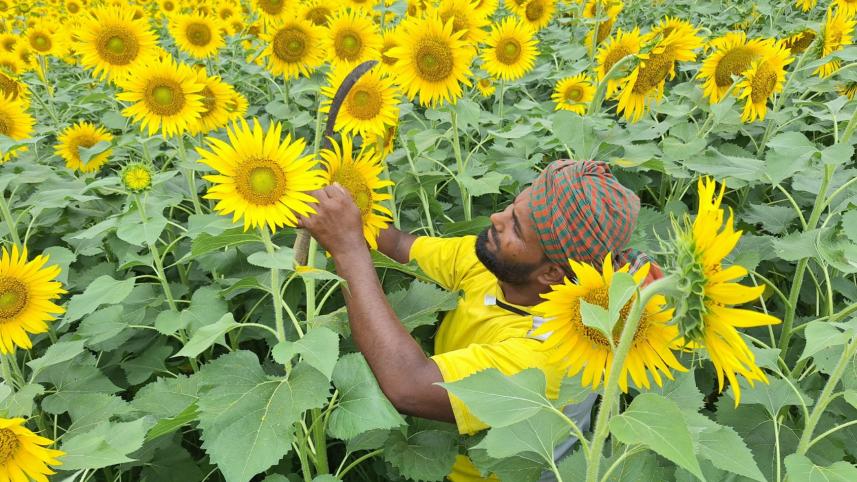 sunflower.jpg