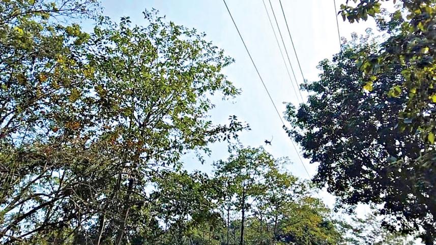 wl-1.jpg