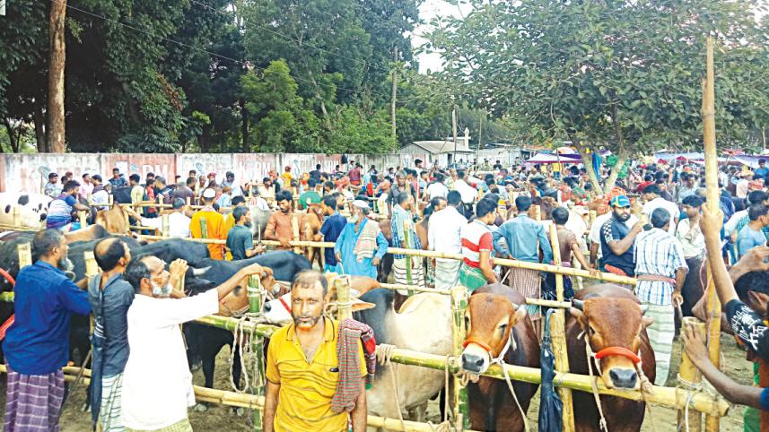 eid-cattle.jpg