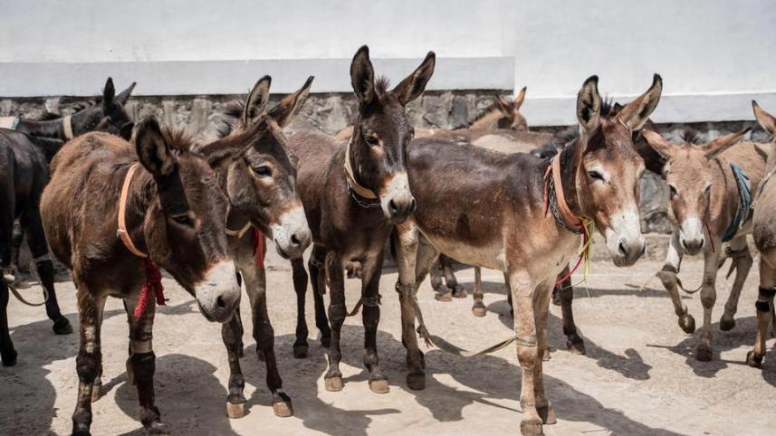 donkey.jpg