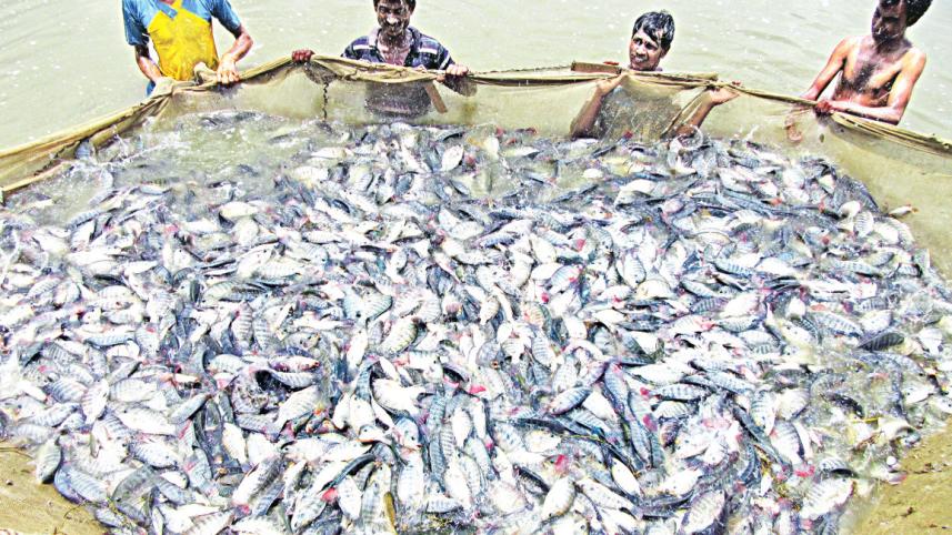 মাছের বাজারে তেলাপিয়া ও পাঙ্গাস