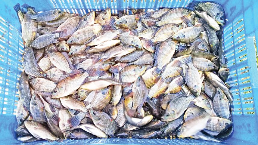 মাছের বাজারে তেলাপিয়া ও পাঙ্গাস