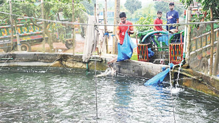 মাছ চাষে অ্যান্টিবায়োটিক ব্যবহারের ঝুঁকি