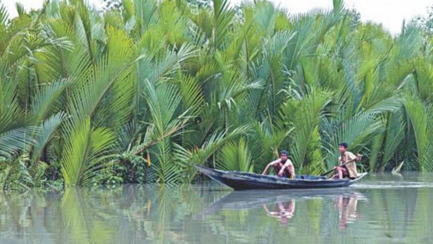 sundarban.jpg