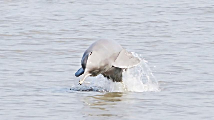 dolphin.jpg